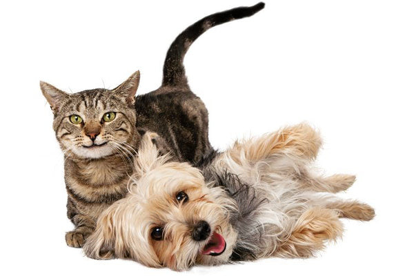 Một sinh viên trẻ đang vuốt ve chú mèo của mình trong phòng trọ, thể hiện phong cách sống bận rộn khi sinh viên chọn nuôi thú cưng.
