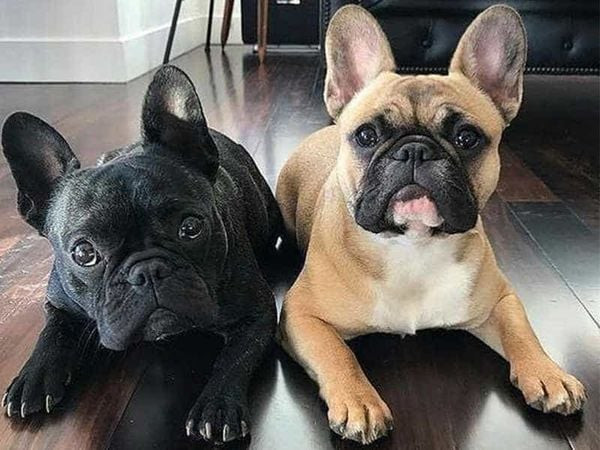 Nguồn Gốc Chó Bull Pháp: Lịch Sử và Hành Trình Phát Triển Giống