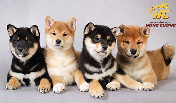 Mua Chó Shiba Ở TPHCM: Kinh Nghiệm, Địa Chỉ Uy Tín & Giá Cả
