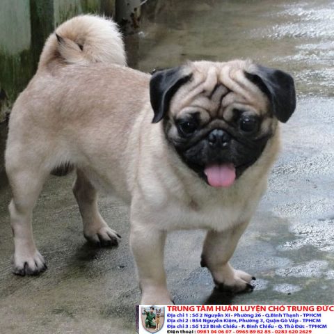 Chó Pug Giá Rẻ Hà Nội: Cẩm Nang Mua Bán Toàn Diện