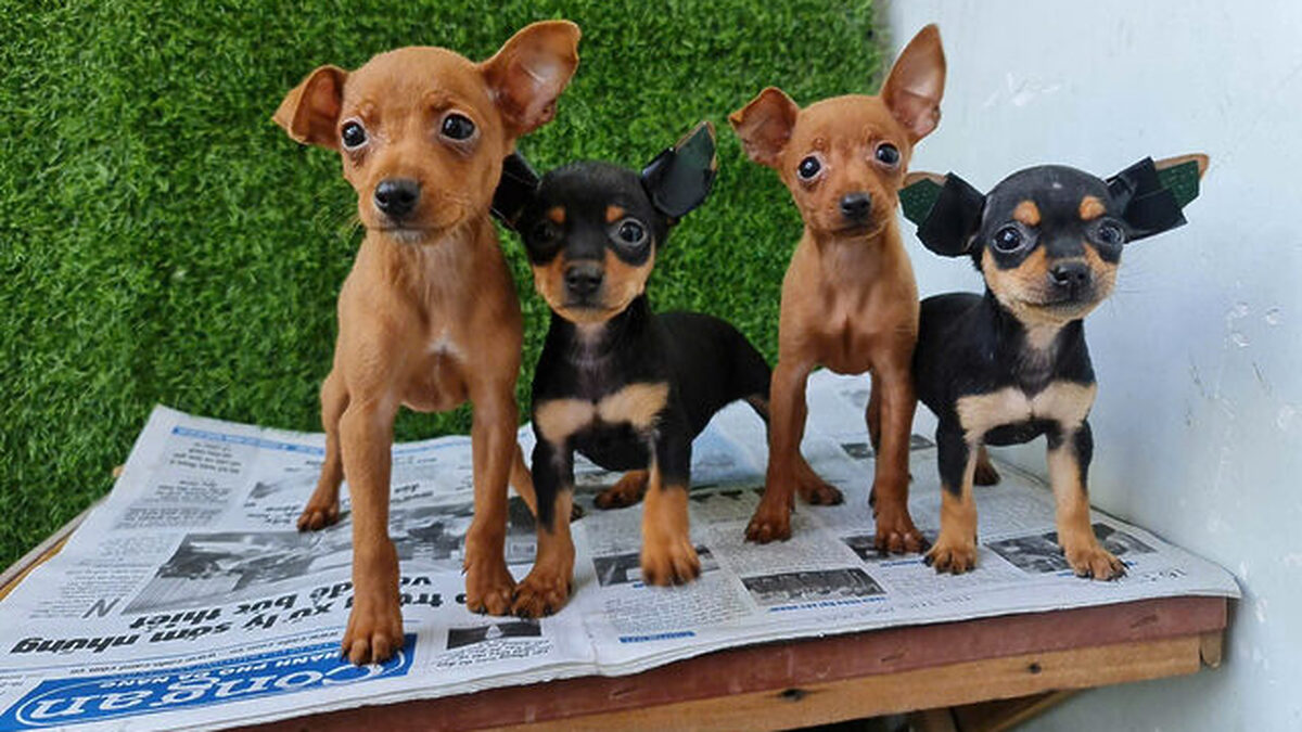 Chó Phốc Hươu Mini Giá Bao Nhiêu? Tìm Hiểu Về Giá Cả Và Chăm Sóc Thú Cưng Này Giá chó phốc hươu mini: Yếu tố ảnh hưởng và mức giá tham khảo