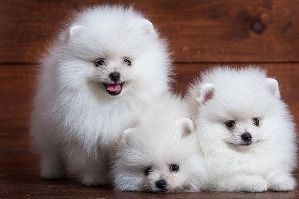 Địa Chỉ Bán Chó Phốc Sóc Tại Hà Nội Uy Tín, Thuần Chủng