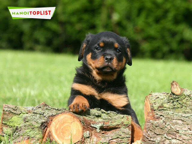 Mua chó Rottweiler giá rẻ Hà Nội tại Thú Cưng Tùng Lộc