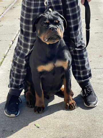 Chó Rottweiler 6 Tháng Tuổi: Hướng Dẫn Chăm Sóc & Huấn Luyện Toàn Diện
