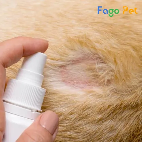 Da chó Poodle bị viêm loét do bệnh ngoài da phổ biến