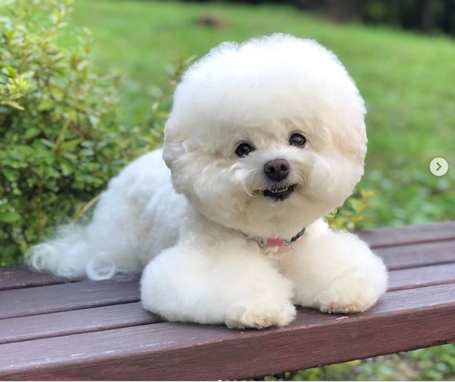 Năm giống chó lông xù đáng yêu, được nhiều người tìm mua làm chó cảnh ở Hà Nội