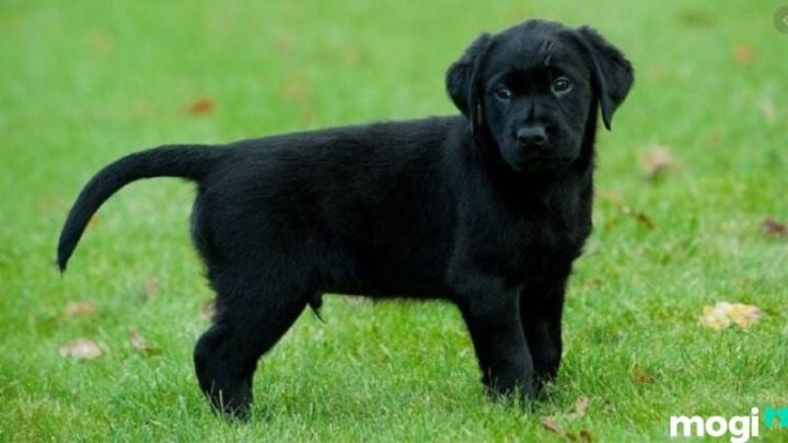 Mơ Thấy Chó Đen Vào Nhà: Giải Mã Điềm Báo, Ý Nghĩa và Con Số May Mắn