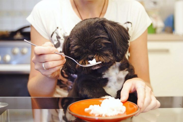 Nên Cho Chó Ăn Hạt Hay Cơm? Phân Tích Chuyên Sâu Từ A-Z Nên Cho Chó Ăn Hạt Hay Cơm? Phân Tích Chuyên Sâu Từ A-Z