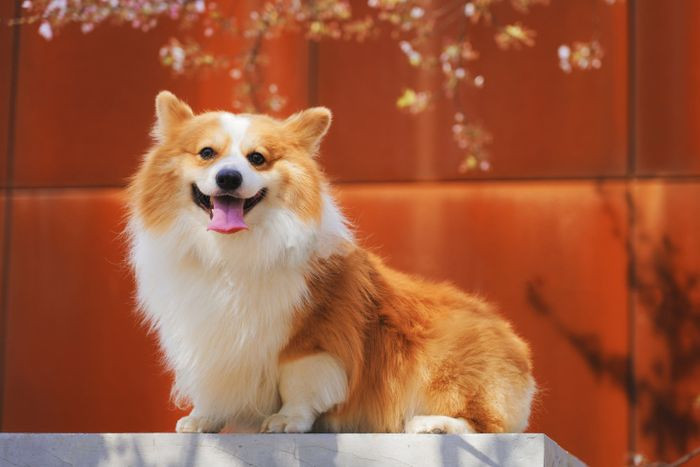 Ngắm nhìn Corgi trong hình ảnh mới nhất
