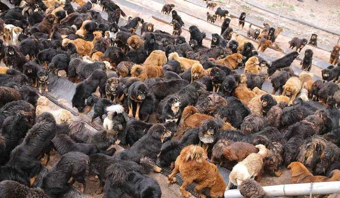 Ngày càng có nhiều chó ngao Tây Tạng trở thành chó hoang vô gia cư