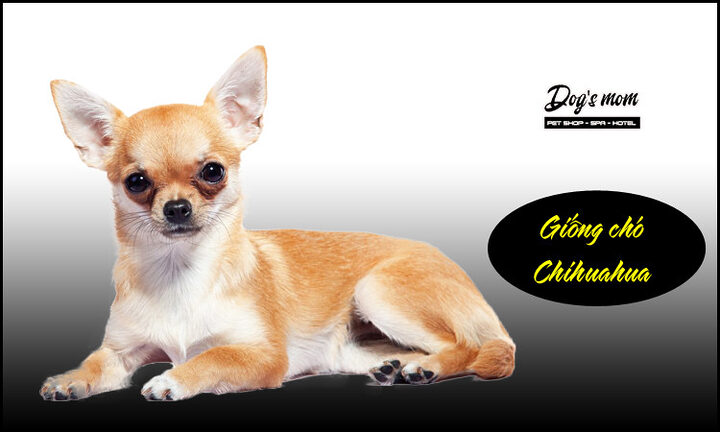 Cách Chăm Sóc Chó Chihuahua Toàn Diện Từ A Đến Z