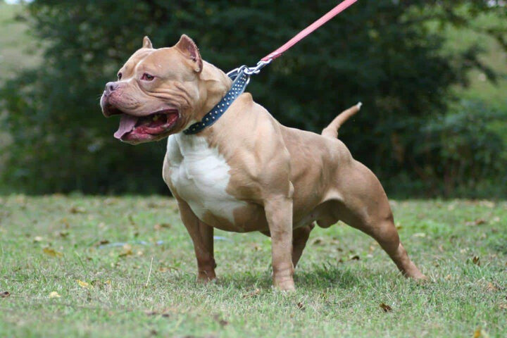 Hướng Dẫn Chi Tiết Cách Chăm Sóc Chó Pitbull Toàn Diện