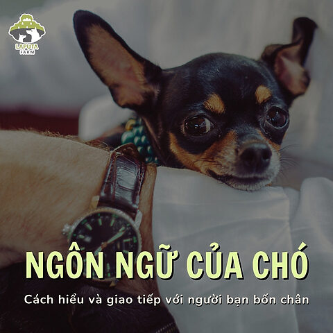 Cách Giao Tiếp Với Chó Hiệu Quả và Xây Dựng Mối Quan Hệ Bền Vững