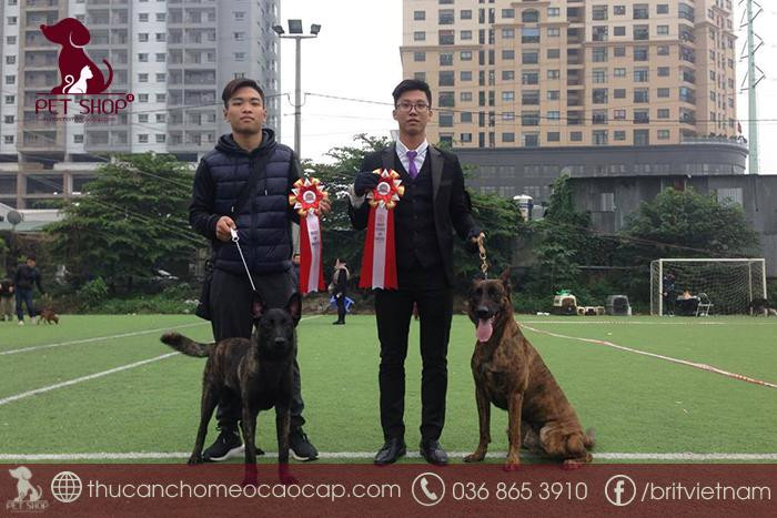 Người chủ đang chơi với chó Becgie Hà Lan con, nhấn mạnh lưu ý khi mua chó đảm bảo chất lượng