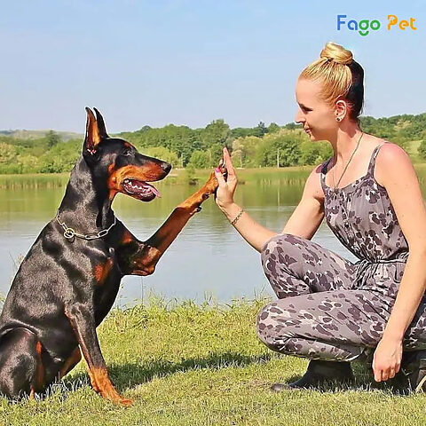 Người chủ đang huấn luyện chó Doberman ngồi yên cạnh mình tại nhà