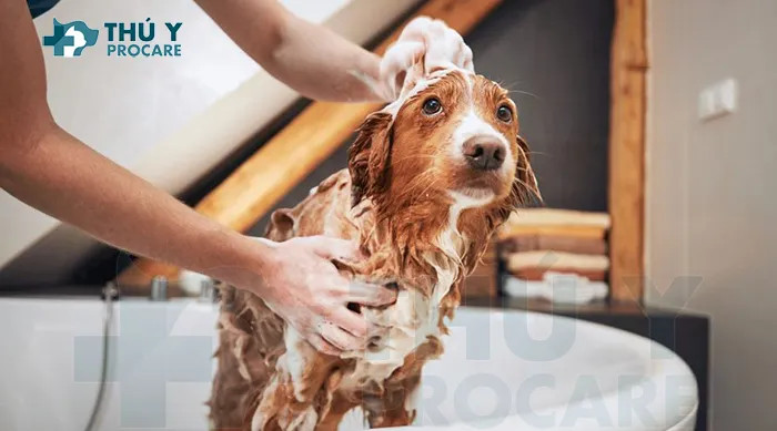 Người chủ đang tắm cho mèo bằng sữa tắm đặc trị bọ chét