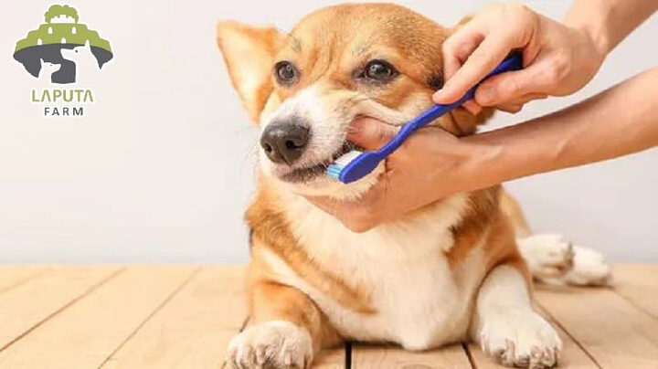 Người chủ đang tập trung chải răng nanh cho chó, bước đầu trong cách vệ sinh răng miệng cho chó