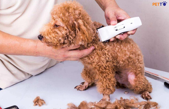 Người chủ đang tự cắt lông cho chó Poodle tại nhà với sự cẩn thận