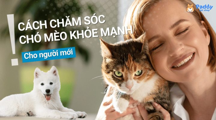 Người chủ đang vuốt ve chó mèo, minh họa cách chăm sóc chó mèo đúng cách