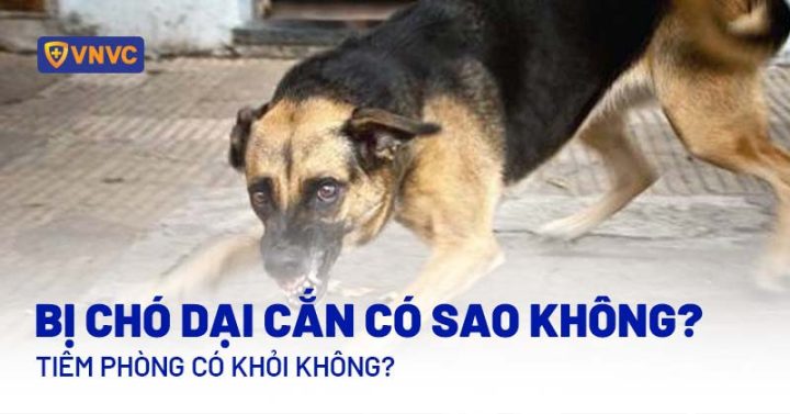 Người lo lắng về việc bị chó dại cắn có sao không đang tìm hiểu cách tiêm phòng