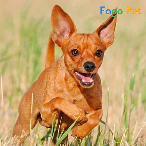 Người nuôi giám sát chó Phốc Hươu cẩn thận trong quá trình phối giống