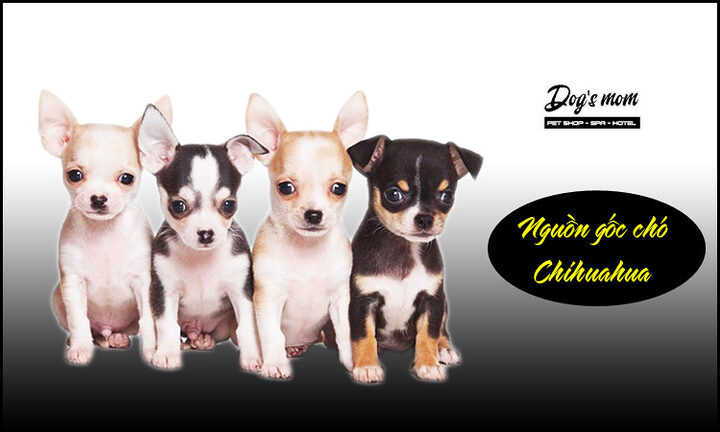 Cách Chăm Sóc Chó Chihuahua Toàn Diện Từ A Đến Z