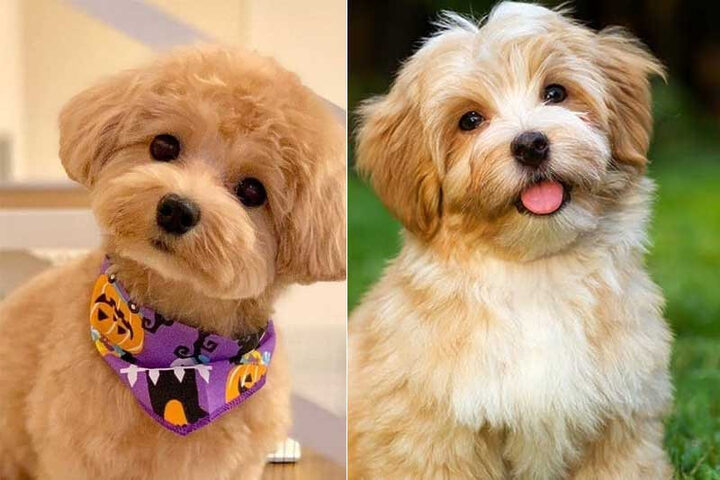Nguồn gốc chó Poodle