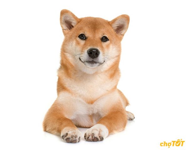 Nguồn gốc của chó Shiba Inu với bộ lông màu vàng cam