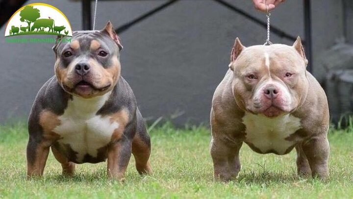 Nguồn gốc và Lịch sử của Chó Pitbull