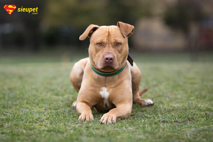 nguồn gốc và lịch sử của chó sục pit bull mỹ