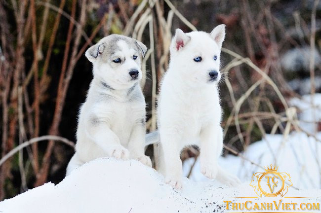 Cẩm Nang Toàn Diện: Cách Chọn Mua Chó Husky Thuần Chủng & Khỏe Mạnh Cẩm Nang Toàn Diện: Cách Chọn Mua Chó Husky Thuần Chủng & Khỏe Mạnh