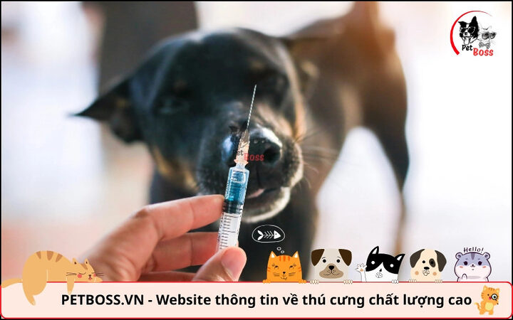 Nguy cơ cao chó bị dại nếu không được tiêm phòng đầy đủ