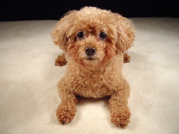 Chó Poodle Bị Viêm Da: Nguyên Nhân, Triệu Chứng và Điều Trị Hiệu Quả