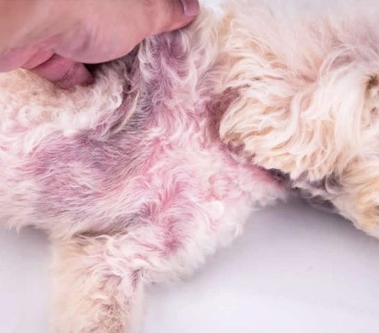 Chó Poodle Bị Viêm Da: Nguyên Nhân, Triệu Chứng và Điều Trị Hiệu Quả