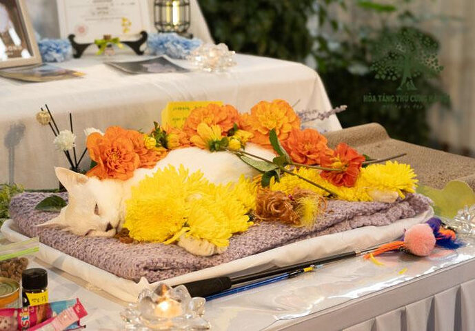 Chó Chết Không Nhắm Mắt: Giải Mã Hiện Tượng và Cách Ứng Xử Thấu Đáo