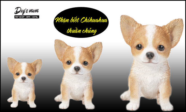 Cách Chăm Sóc Chó Chihuahua Toàn Diện Từ A Đến Z