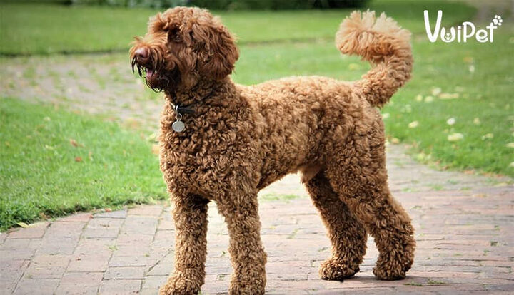 Nhiều chú chó Poodle ở mọi kích cỡ