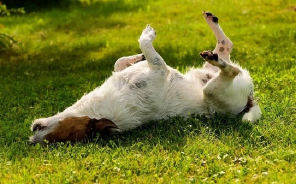 Nhiều yếu tố có thể khiến chó bị run lẩy bẩy