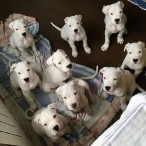 Nhóm chó con Dogo Argentino lông trắng đang nằm chơi đùa trên thảm trải sàn, ánh mắt lanh lợi và vẻ ngoài đáng yêu của những chú cún con.