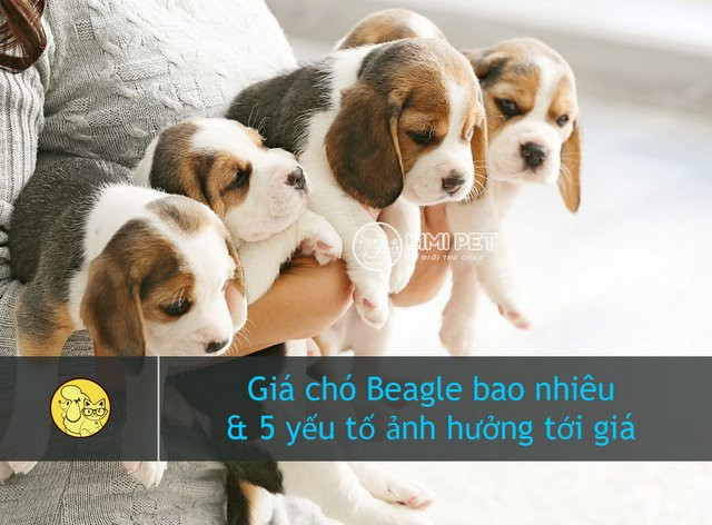 Những chú chó Beagle con đáng yêu và thông minh