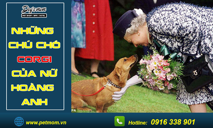 Chó Corgi của Nữ hoàng Anh: Di sản Tình yêu Bốn Chân Vượt Thời Gian Chó Corgi của Nữ hoàng Anh: Di sản Tình yêu Bốn Chân Vượt Thời Gian