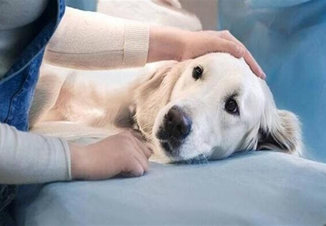 Những lợi ích quan trọng của việc triệt sản chó cái