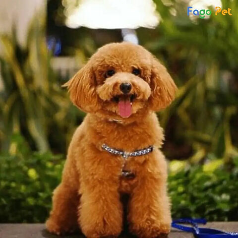 Những lưu ý khi dạy chó Poodle lạy cần được ghi nhớ