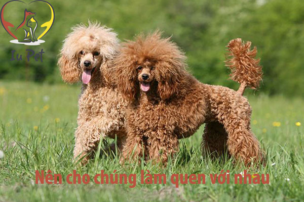 Những lưu ý quan trọng khi phối giống chó Poodle tại TPHCM