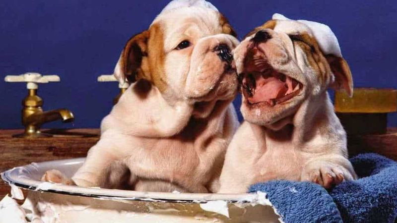 Hướng Dẫn Chi Tiết Cách Tắm Cho Chó Bull Pháp Sạch Thơm Và An Toàn Những lưu ý quan trọng khi tắm cho chó Bull Pháp để đảm bảo sức khỏe và vệ sinh