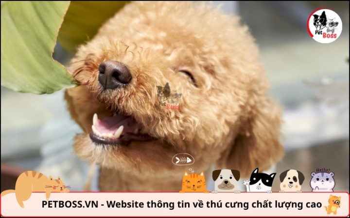 Những lý do chính cần cân nhắc khi quyết định có nên nuôi chó Poodle không