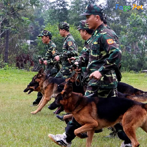 Những lý do huấn luyện chó nghiệp vụ quân đội