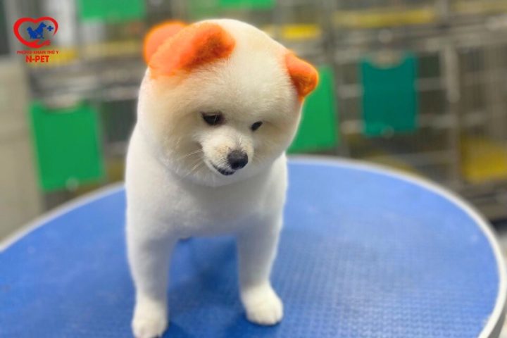 Nhuộm màu lông cho chó: Hướng dẫn chi tiết từ A đến Z