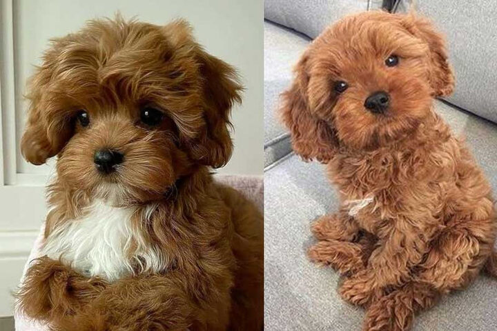 Niềm vui khi nuôi Poodle
