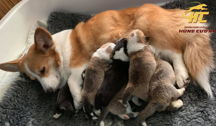 Chó Corgi Đẻ Bao Nhiêu Con? Hướng Dẫn Chi Tiết A-Z Về Sinh Sản & Chăm Sóc